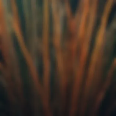 Close-up of various tall reeds showcasing their unique textures and colors.