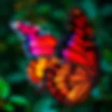 Vibrant butterfly wing patterns as a design inspiration in fashion.